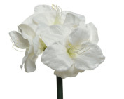 Kunstblume AMARYLLIS weiss
Kunstblume AMARYLLIS weiss