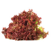 Lollo Rosso frisch 315g