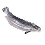 Lachs Norwegen ganz ausgenommen frisch 4-5kg