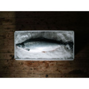 Hiddenfjord Färöer Lachs ausgenommen, mit Kopf frisch ca.3x6-8kg