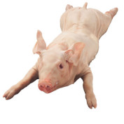 Spiess-Schwein gepöckelt TK 30-60kg