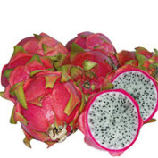 Pitahaya rot 1St